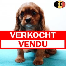 Cavalier King Charles 041125 M(BE6002) 070126 verkocht - vendu.jpg