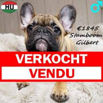 Franse Bulldog Gilbert 300625 M(HU9081) 241225 verkocht - vendu.jpg