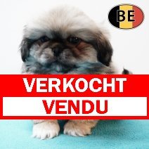 Pekingees 171125 M(BE1579)  140126 verkocht - vendu.jpg