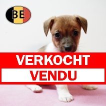 Jack Russell 141125 F (BE1111) 090126 verkocht - vendu.jpg