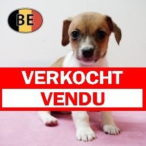 Jack Russell 141125 F (BE1228) 090126 verkocht - vendu.jpg