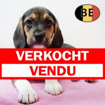 Beagle 251125 F (BE0957) 210126 verkocht - vendu.jpg