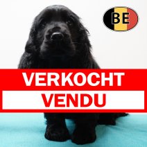 Engelse Cocker 171125 M (BE2208) 210126 verkocht - vendu.jpg