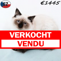 Ragdoll 020925 M(CZ2116) 280126.verkocht-vendu.png