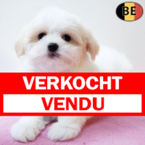 Havanezer 261125 F(BE2100) 210126.verkocht-vendu.png