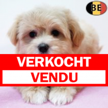 Havanezer 261125 F(BE2525) 210126.verkocht-vendu.png