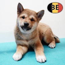 Shiba Inu 201125 M (BE1201) 210126.JPG
