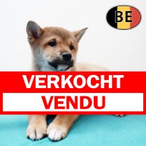 Shiba Inu 201125 M (BE1206) 210126 verkocht - vendu.jpg