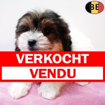 Biewer Yorkshire 091125 F(BE0952) 150126 verkocht - vendu.jpg