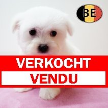 Maltezer 011125 F (BE1259) 090126 verkocht - vendu.jpg