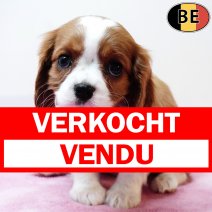 Cavalier King Charles 041125 F(BE2798) 070126 verkocht - vendu.jpg