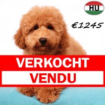 Poedel 020825 M(HU7392) 151225 verkocht - vendu.jpg