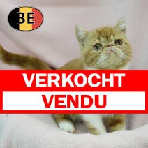 Exotic 131025 F (BE1187) 160126 verkocht - vendu.jpg