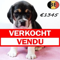 Beagle 151125 F(BE2) 231225 - Beschikbaar op 100126 verkocht - vendu.jpg