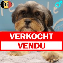 Shorkie (Shih Tzu X York) Rox 280825 M(BE4978) 200126 verkocht - vendu.jpg