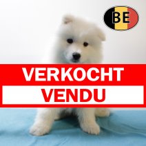 Samojeed 071025 M (BE4670) 101225 verkocht - vendu.jpg