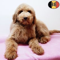 Koningspoedel 141025 F(BE6103) 020226.jpg