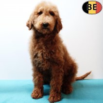 Koningspoedel 141025 M(BE6062) 020226.jpg