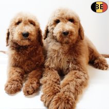 Koningspoedel pups nestje van 141025 - 020226.jpg