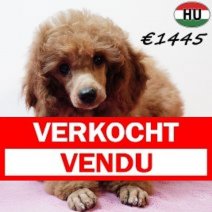 Poedel 290825 F(HU8534) 201225 Verkocht - Vendu.jpg