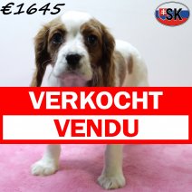 Cavalier King Charles 230925 F (SK7815) 130126 verkocht - vendu.jpg