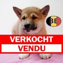 Shiba Inu 201125 F (BE1182) 210126 Verkocht - Vendu.jpg