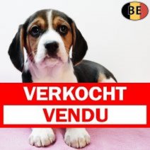 Beagle 300925 F(BE1126) 031225 Verkocht - Vendu.jpg