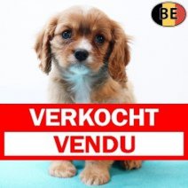 Cavalier King Charles 041125 M(BE4316) 070126 Verkocht - Vendu.jpg