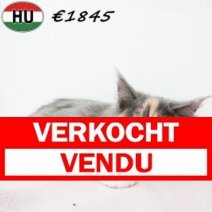 Maine Coon 310725 F(HU7279) 191125 Verkocht - Vendu.jpg