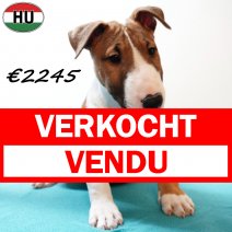 Mini Bull Terrier 091025 M(HU8620) 280126 verkocht - vendu.jpg