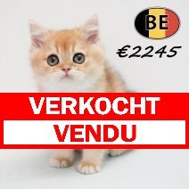 Britse korthaar 271025 M (BE6173) 300126 verkocht - vendu.jpg