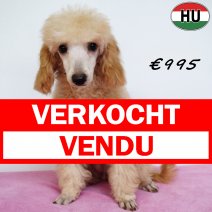 Poedel 020825 F (HU7232) 030126 verkocht - vendu.jpg