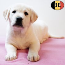 Labrador 031225 F(BE4435) 040226.jpg