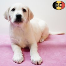 Labrador 031225 F(BE4474) 040226.jpg