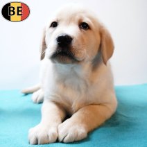 Labrador 031225 M(BE4975) 040226.jpg