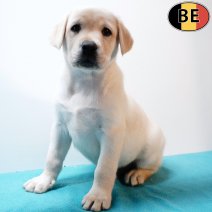 Labrador 031225 M(BE5037) 040226.jpg