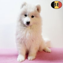 Samojeed 021225 F(BE4658) 040226.jpg