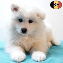 Samojeed 021225 M(BE2600) 040226.jpg