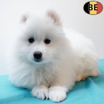 Samojeed 021225 M(BE4552) 040226.jpg