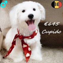 Maltezer Cupido 020925 M(BE0759) 040226.jpg