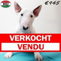 Bull Terrier 040925 M(HU8551) 201225 Verkocht - Vendu.jpg