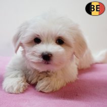 Maltezer 261125 F(BE5604) 040226.jpg