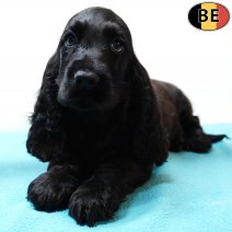 Engelse Cocker 021225 M(BE1888) 040226.jpg