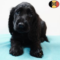 Engelse Cocker 021225 M(BE8206) 040226.jpg