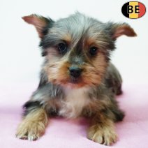 Yorkshire Terrier 251125 F(BE5966) 040226.jpg