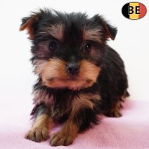 Yorkshire Terrier 251125 F(BE6009) 040226.jpg