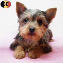 Yorkshire Terrier 251125 F(BE6014) 040226.jpg