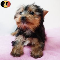 Yorkshire Terrier 251125 F(BE6118) 040226.jpg
