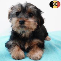 Yorkshire Terrier 251125 M(BE5970) 040226.jpg