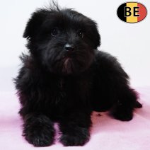 Schnoodle (Poedel X Schnauzer) 011125 F(BE5931) 040226.jpg